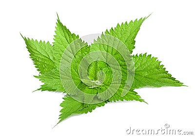 Fresh Stinging nettle Stock Photo