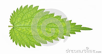 Stinging nettle leaf Stock Photo