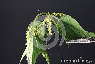 The stinging nettle occurs almost everywhere in Germany and is an important plant for caterpillars and butterflies Stock Photo