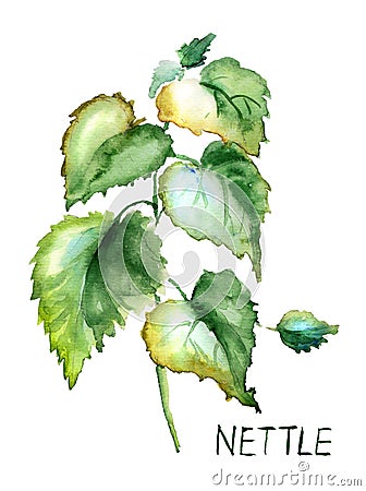 Stinging nettle Cartoon Illustration