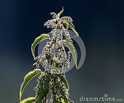 Stinging nettle plant Stock Photo