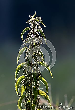 Stinging nettle plant Stock Photo