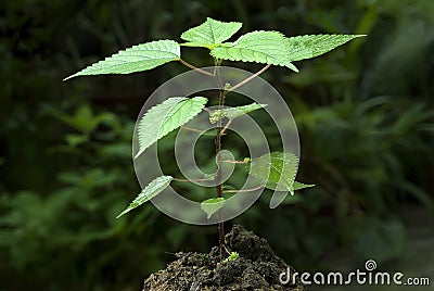 Stinging nettle plant- Urtica dioica Stock Photo