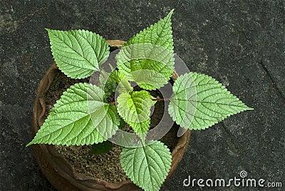 Stinging nettle in potted plant- Urtica dioica-leaves Stock Photo