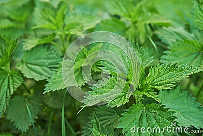 Stinging nettle Stock Photo