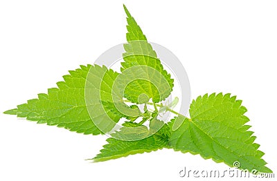 Stinging Nettle (Urtica Dioica) Stock Photo