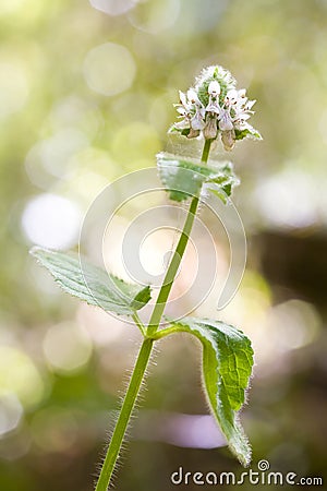 Stinging Nettle, Urtica Dioica Stock Photo