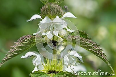 Stinging nettle urtica dioica blossom Stock Photo