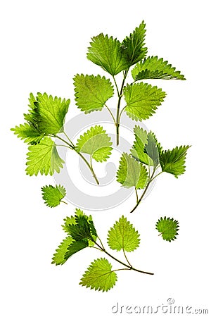 Stinging nettle Urtica dioica Stock Photo