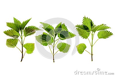 Stinging nettle Urtica dioica Stock Photo