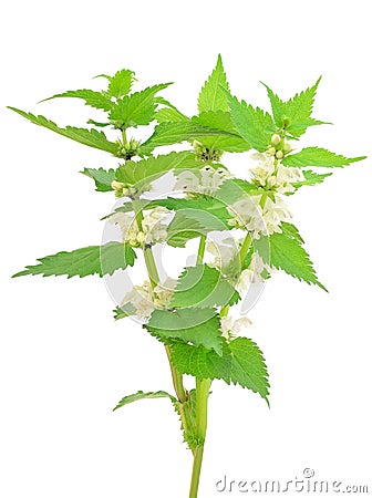 Stinging nettle (Urtica dioica) Stock Photo