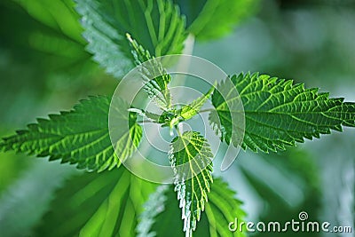 Stinging Nettle (Urtica dioica) Stock Photo