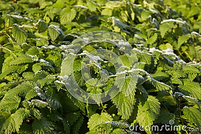 STINGING NETTLE Urtica dioica tea, plant, health Stock Photo