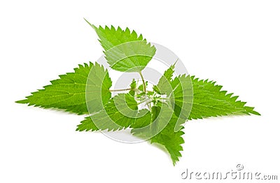 Stinging nettle Stock Photo