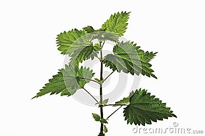 Stinging nettle Stock Photo