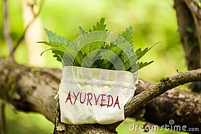 Stinging Nettle with the word Ayurveda Stock Photo