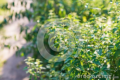 Stinging nettle (urtica dioica) growing in the field. Wild plant Stock Photo