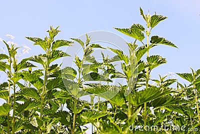 Stinging nettle young plants Stock Photo