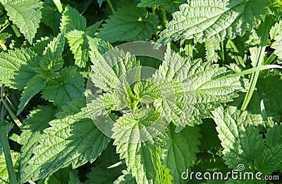 Stinging nettles Stock Photo