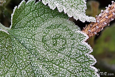 Stinging Nettles Stock Photo