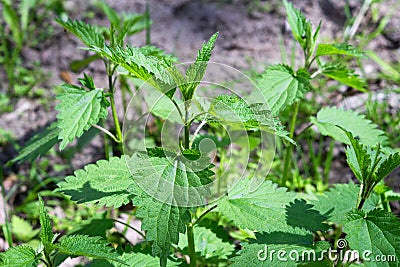 Stinging nettles (Urtica dioica) Stock Photo