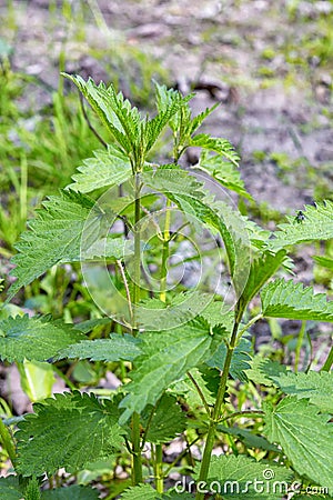 Stinging nettles (Urtica dioica) Stock Photo