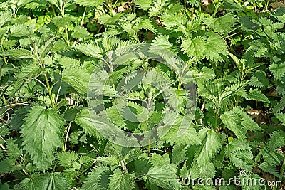 Stinging nettles (Urtica dioica) Stock Photo
