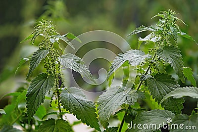 Stinging nettles Urtica dioica growing in a field. Stock Photo