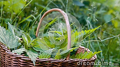 Stinging nettles in a wicker basket Stock Photo