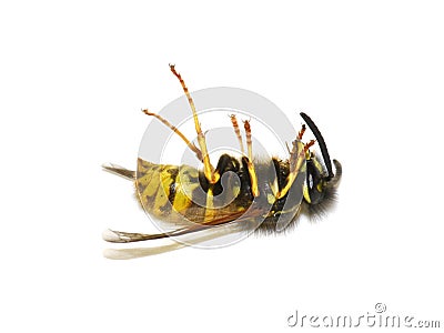 Stinging wasp dead on white background Stock Photo