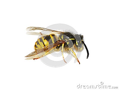 Stinging wasp on white background Stock Photo