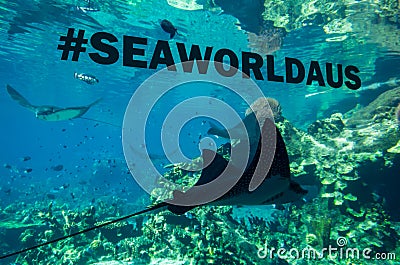 Stingray in an aquarium at Sea World on the Gold Coast. Editorial Stock Photo