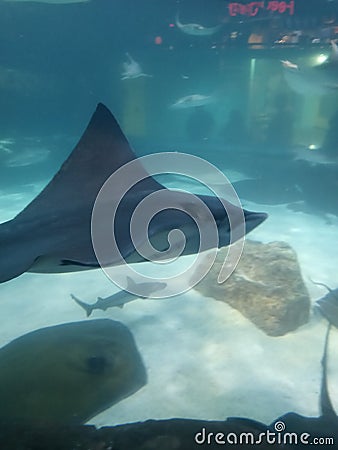 Stingray aquarium zoo Gatlinburg Tennessee Editorial Stock Photo