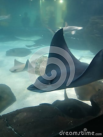 Stingray aquarium zoo Gatlinburg Tennessee Editorial Stock Photo