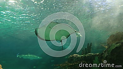 Stingray in a big aquarium Editorial Stock Photo