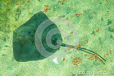 Stingray fish swims Stock Photo