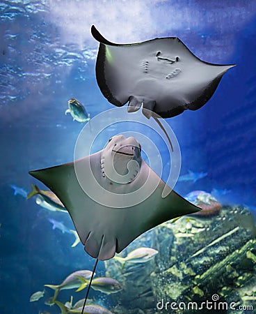 Stingray Stock Photo