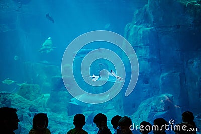 Stingray swim in aquarium Editorial Stock Photo