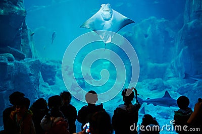 Stingray swim up in aquarium Editorial Stock Photo