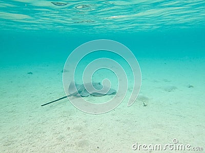 Stingray swimming away underwater on sandy ocean bottom in Raiatea, French Polynesia near Bora Bora and Tahiti Stock Photo