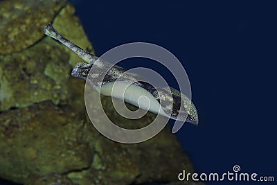 Stingray, urolophus jamaicensis, Adult Swimming Stock Photo