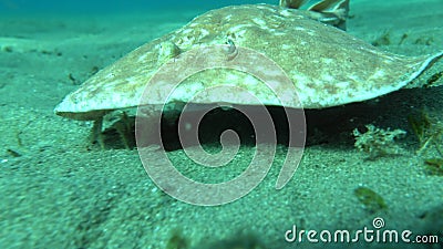 Stingrays. luipaard elektrische stingray deze elektrische stingray groeit tot 100 cm en voedt vis en bodembewoners. Stingrays. luipaard elektrische stingray deze elektrische stingray groeit tot 100 cm en voedt vis en bodembewoners.