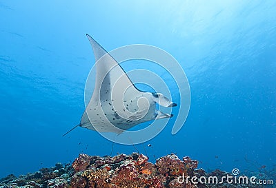 The stingrays own the sea on the Maldives. they swim freely. Stock Photo