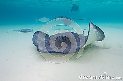 Stingrays Stock Photo