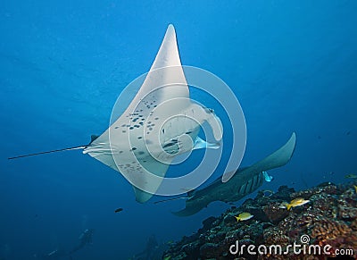 Stingrays in the turquoise waters of Maldives Stock Photo