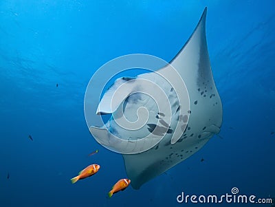 Stingrays in the turquoise waters of Maldives Stock Photo