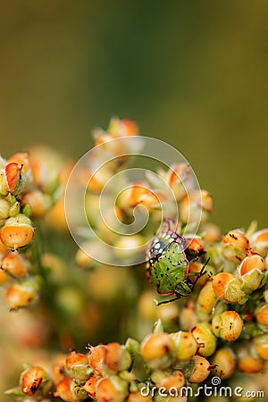 Stink bug insect on Sorghum bicolor crop in field Stock Photo