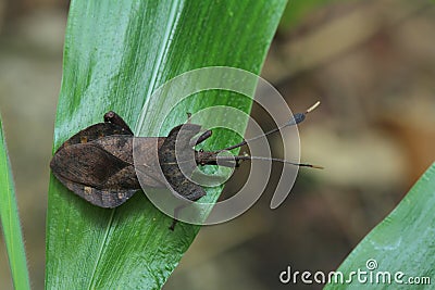 Stink bug on the leaf. Stock Photo