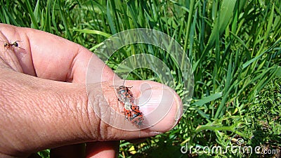 Stink bug, mating insects. firebug. red and black striped stink bug Stock Photo