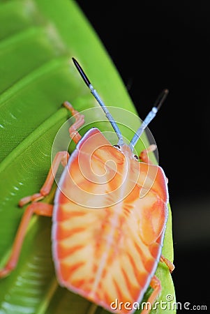 Stink Bug Nymph Stock Photo